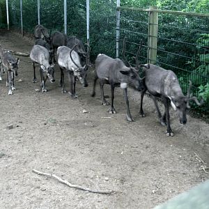 Reindeer on the move