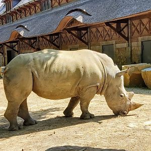 Southern white rhinoceros (updated version)
