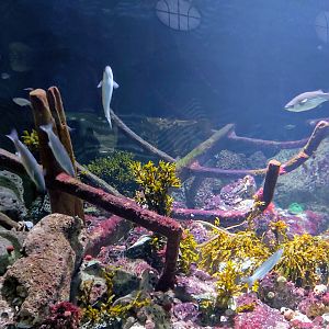 View in aquarium