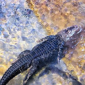 American alligator