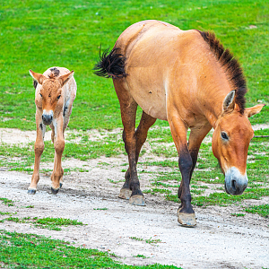 Winona (right) & Ryder (left) the Przewalski's Horse mom and son