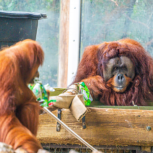 Sekali (left) & Budi (right) the Sumatran Orangutans