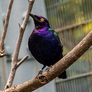 Purple Glossy Starling