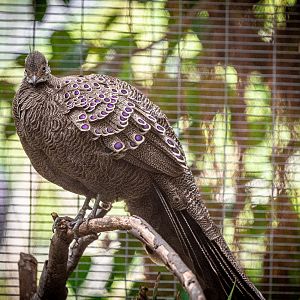 Grey Peacock Pheasant