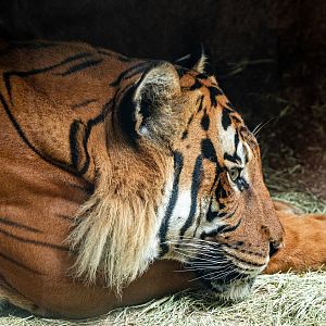 Conner the Malayan Tiger