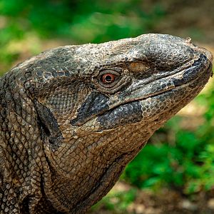 Black Throated Monitor