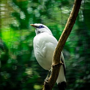 Bali Myna