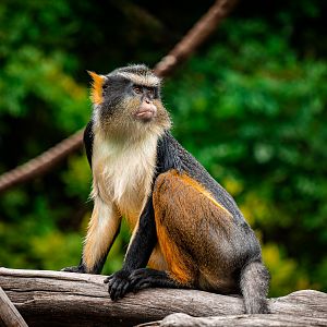 Wolf’s Guenon