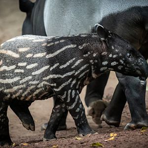 Malayan Tapir calf