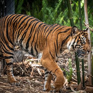 Joanne the Sumatran Tiger