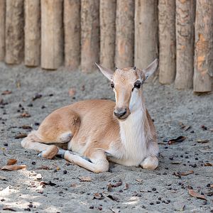 Bontebok fawn
