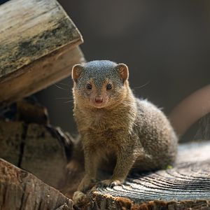 Dwarf Mongoose
