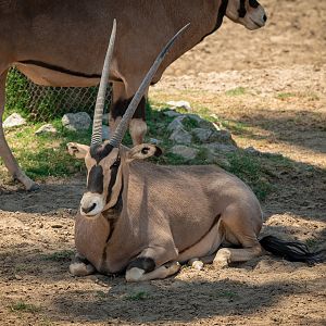 Fringe Eared Oryx