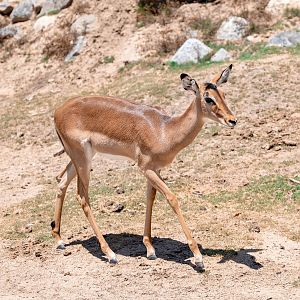 Kenyan Impala