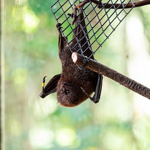 Rodrigues Fruit Bat