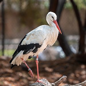 White Stork