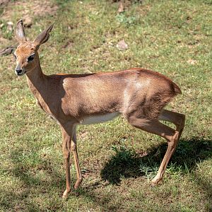 Southern Steenbok