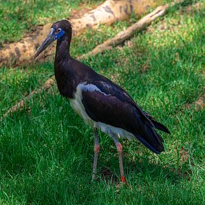 Abdim’s Stork