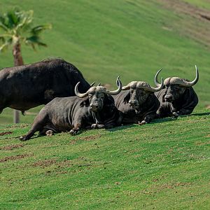 Cape Buffalo