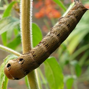 Elephant Hawk Moth caterpillar, August 2021