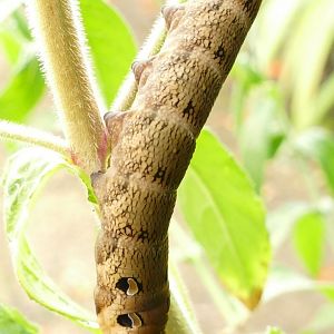 Elephant Hawk Moth caterpillar, August 2021