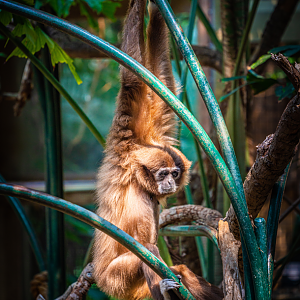 Holly the female Lar Gibbon