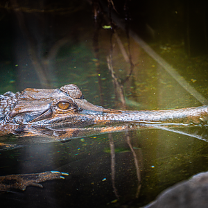 Fernando the male False Gharial