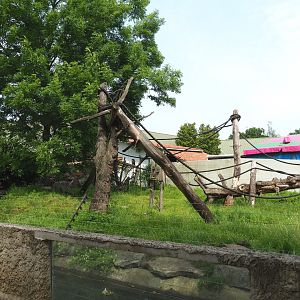 Red ruffed lemur and Asian small-clawed otter exhibit, 2021-06-15