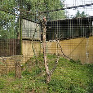 European kestrel aviary (Formerly home to American kestrels), 2021-06-15