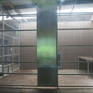 Indoor housing Non-subspecies specific tigers, 2021-06-15