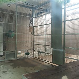 Indoor housing Non-subspecies specific tigers, 2021-06-15