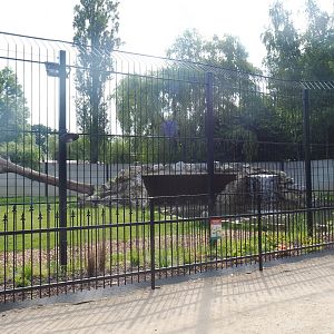 Non-subspecies specific tiger exhibit, 2021-06-15