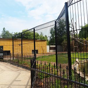 Non-subspecies specific tiger exhibit, 2021-06-15