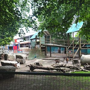 Petting zoo paddock, 2021-06-15