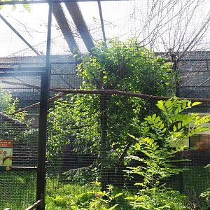Red-billed blue magpie aviary (Formerly home to Black-throated magpie jays), 2021-06-15