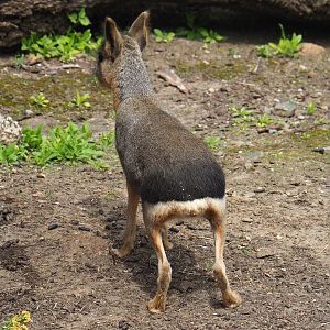 Juvenile Patagonian mara (Dolichotis patagonum), 2021-06-15