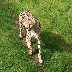 South African cheetah (Acinonyx jubatus jubatus), 2021-06-15