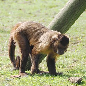 Black-capped capuchin or Guianan brown capuchin (Sapajus apella), 2021-06-15