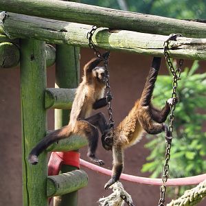 Black-capped capuchins (Sapajus apella), 2021-06-15