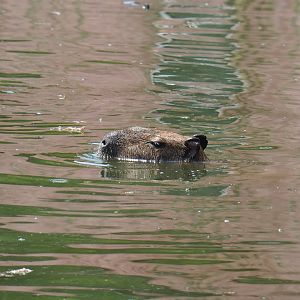 Swimming Capybara (Hydrochoerus hydrochaeris), 2021-06-15