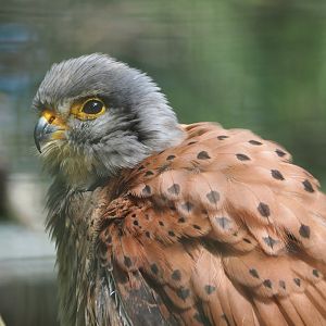 Male European kestrel (Falco tinnunculus tinnunculus), 2021-06-15