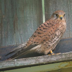 Female European kestrel (Falco tinnunculus tinnunculus), 2021-06-15