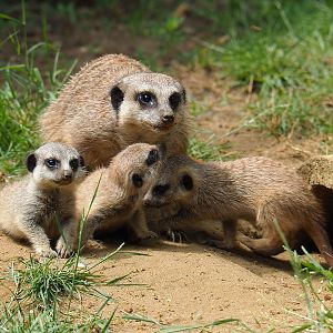 Meerkat with pups (Suricata suricatta), 2021-06-15
