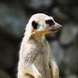 Meerkat (Suricata suricatta), 2021-06-15