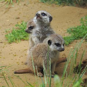 Meerkat pups (Suricata suricatta), 2021-06-15