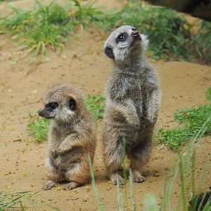 Meerkat pups (Suricata suricatta), 2021-06-15