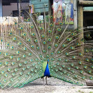 Free-ranging Blue peafowl displaying (Pavo cristatus), 2021-06-15