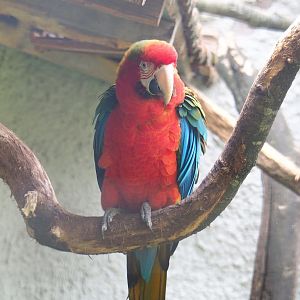 Hybrid macaw (Ara ararauna x A. chloropterus), 2021-06-15