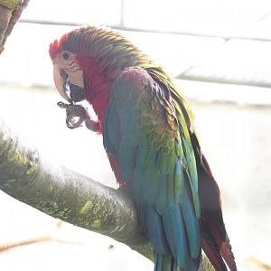 Hybrid macaw (Ara ararauna x A. chloropterus), 2021-06-15