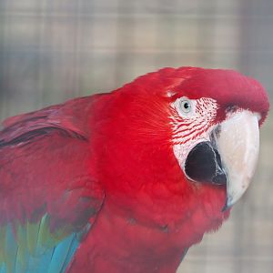 Green-winged macaw (Ara chloropterus), 2021-06-15